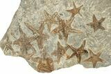 Wide Slab With + Fossil Starfish & Trilobites #234590-5